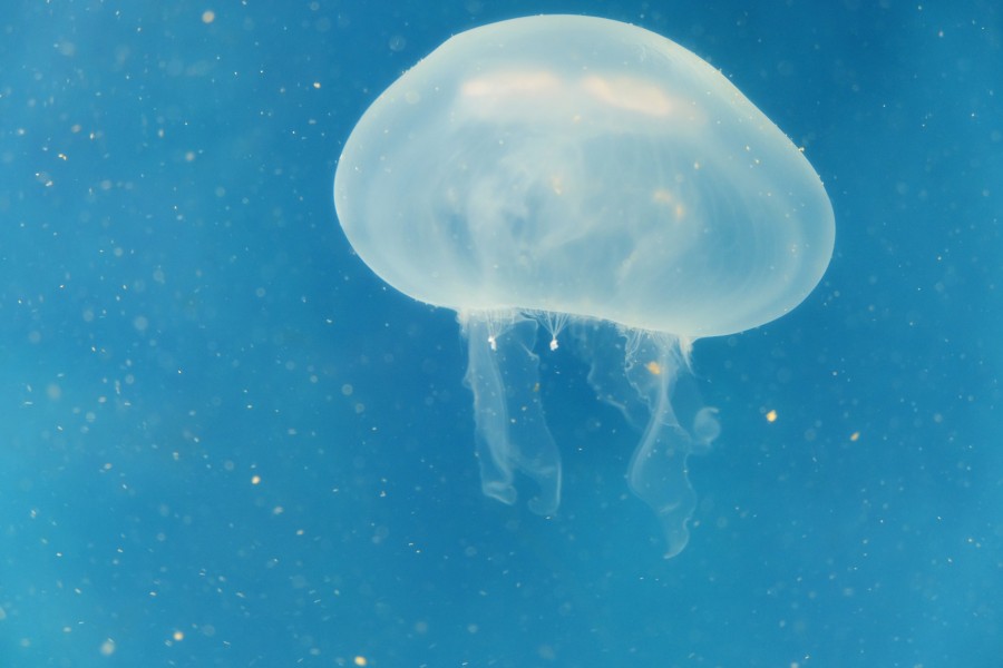 Invertebrate, jellyfish, malaguas, jellyfish, fried egg, sea tears, Cnidaria, Jellyfish, Jellyfish, Marine, Animal, Animals, seabed, background, background, marine, aquarium,
