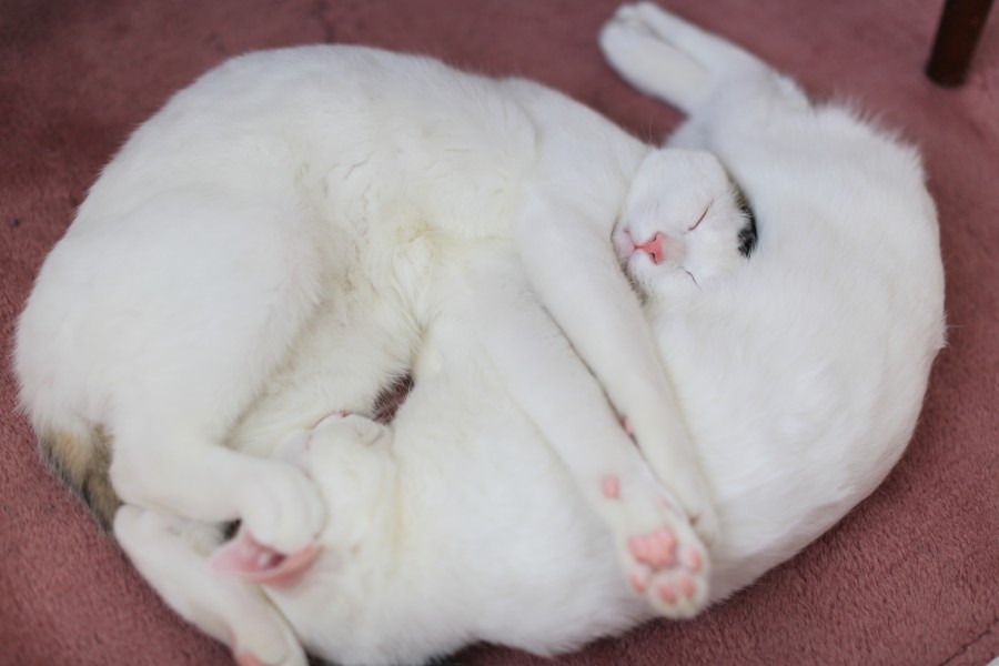 cat, pet, black, cats, hug, love, play, tender, sleep,