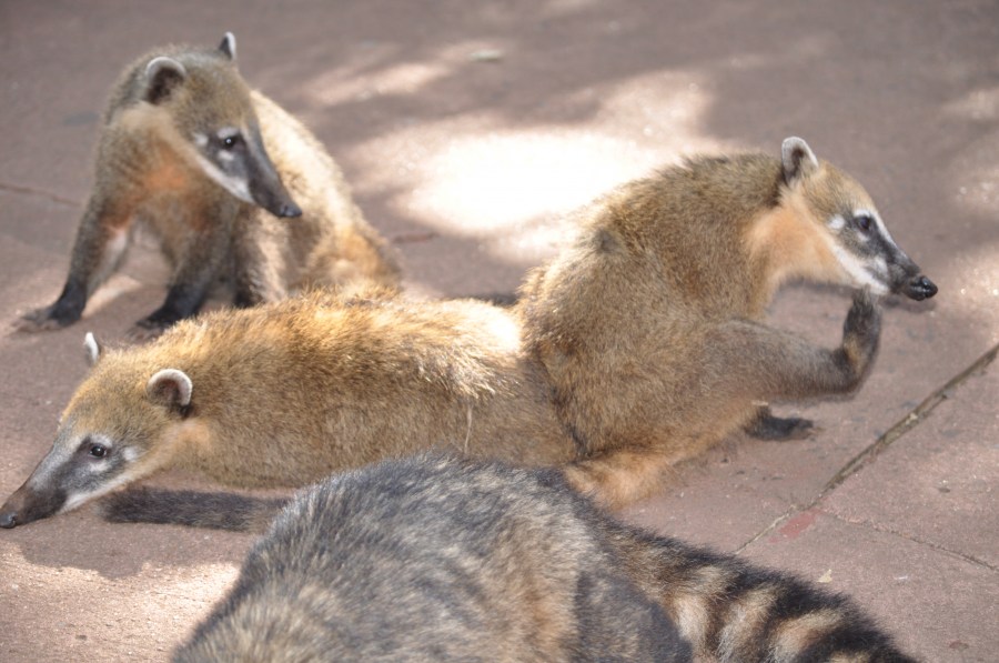 animal, Iguazu National Park, coati, coatis,
