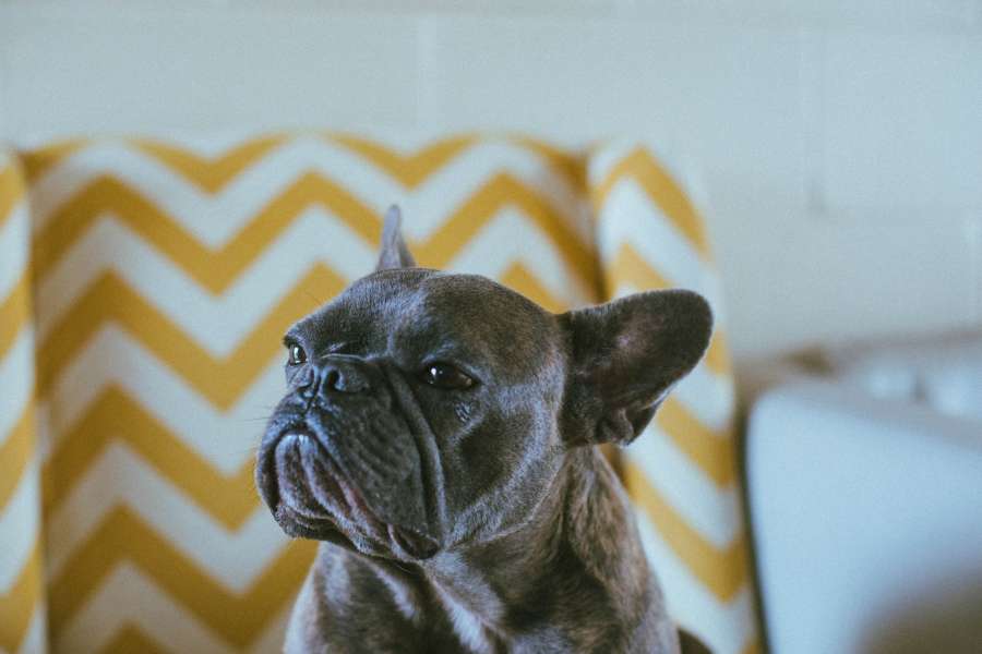 dog, black, pet, animal, bulldog, french, portrait, puppy, breed, closeup, cute, background, isolated, doggy, canine, funny, purebred, french bulldog, domestic, young, small, happy, face, pedigree, friend, male, adorable, love, front, mammal, sitting, beautiful, nature, frenchie, colorful, faun, golden, retouched, muzzle, little, head, short-haired, friends