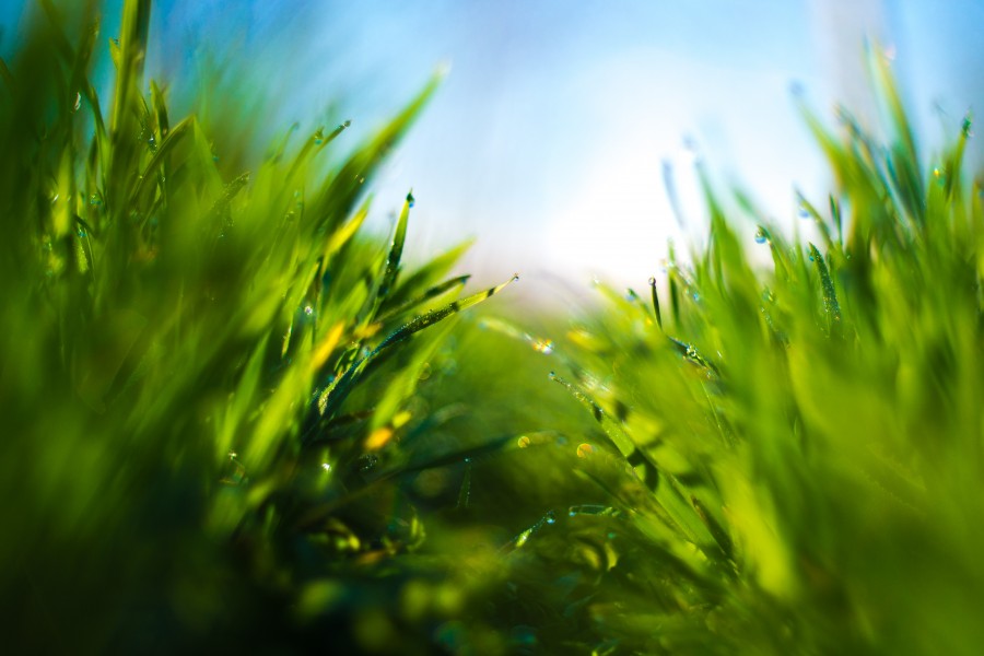 grass, background, garden, green,