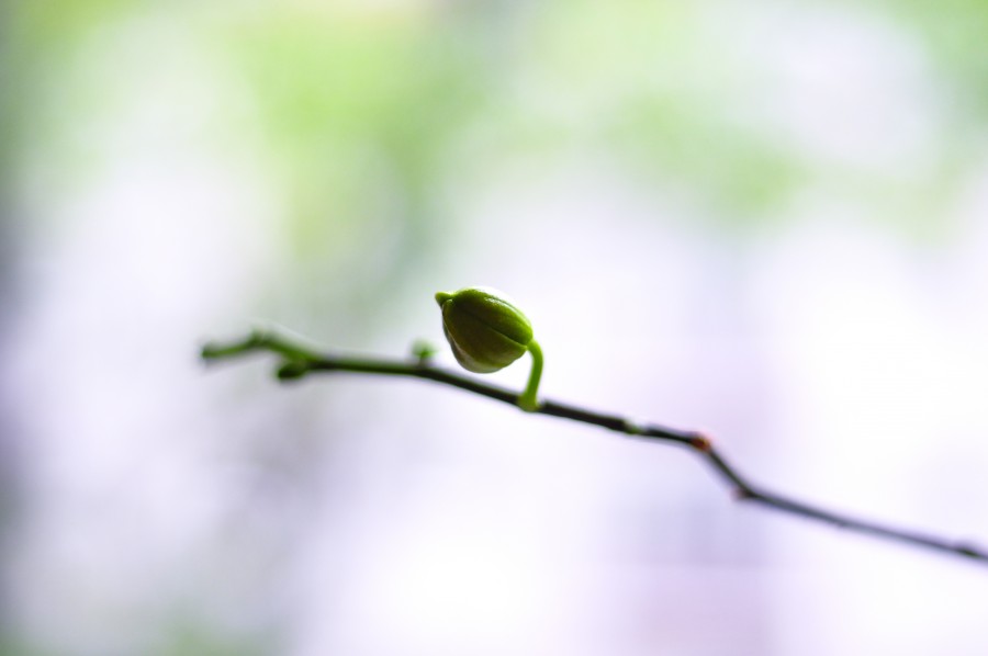 bud, plant, shoot, nature, close-up, unfocused,