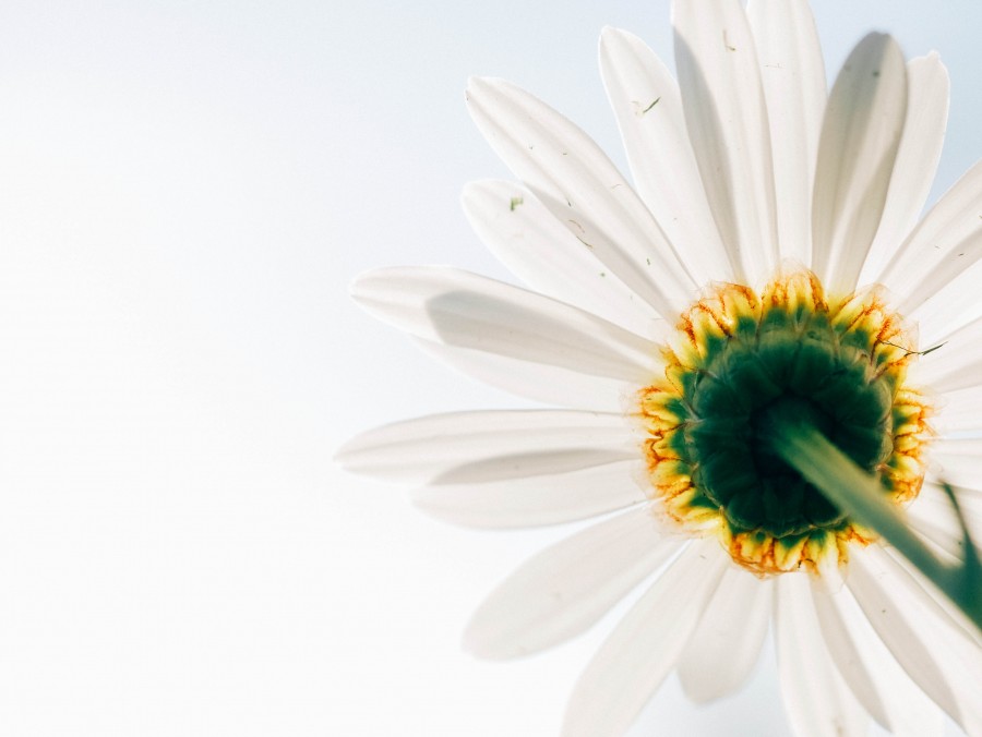 flower, nature, seen below, daisy, white, sky, petal, petals,
