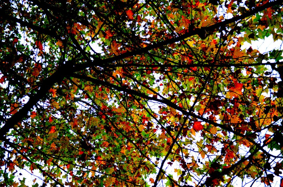 background, background, nature, tree, leaf, leaves, branch, branches, bottom view, autumn, red, color, color, 