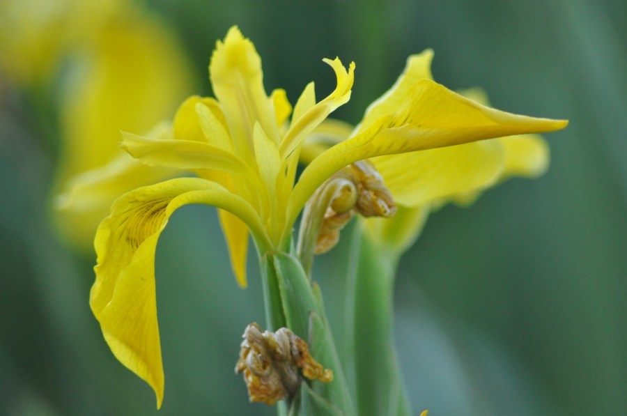 Flowers, Yellow, Flower 