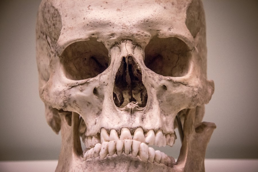 head, skull, skeleton, head, museum, musseum, skeleton, skull, skull, close-up, bone, 