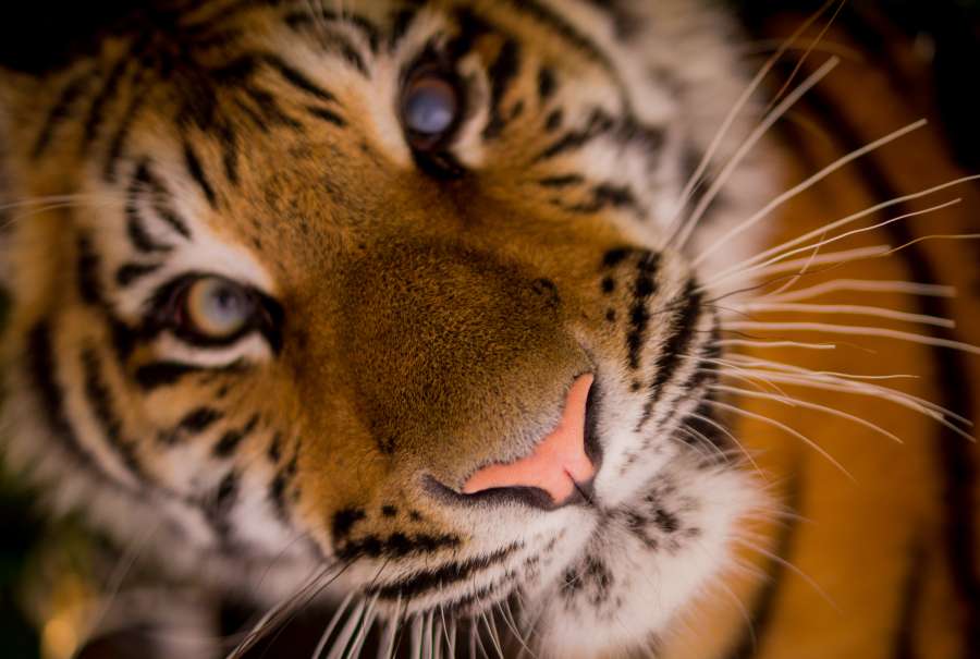 tiger, animal, feline, portrait, looking at camera