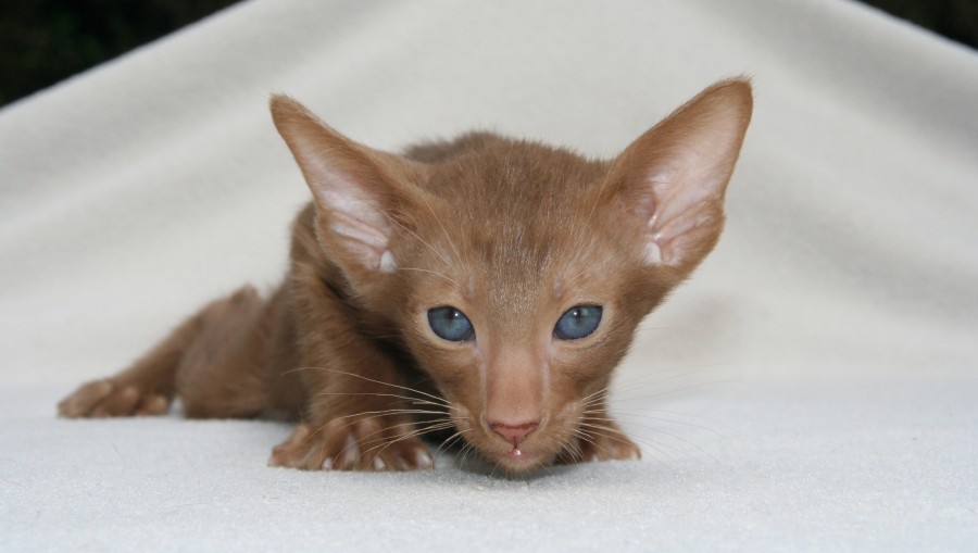 Kitten, cat baby, young animals, aggressive, hunt, cat, Skins, lovely, animals, carnivores, cute, fluffy, Hair, baby, mammal, paw, pets, playful, portrait, Thoroughbred, curious, wanted, free photos, Free images, domestic cat, animal head, portrait, Domestic Cat, Cute, Kitten, Animal, Photography, Looking At Camera, Domestic Animals, Young Animal, Color, Day, Horizontal, Indoors, Pets, No People, Animal Eye, Animal Body Part, Animal Themes, An animal, adorable, cute, pet, furry, mane, Colors, hairs, stripes, feline, pussycat, micifuz, michino, madrileño, felido, gatuno, Newborn, blue eyes, brown, Hd wallpapers, 4k wallpapers, 4k resolution, screensaver
