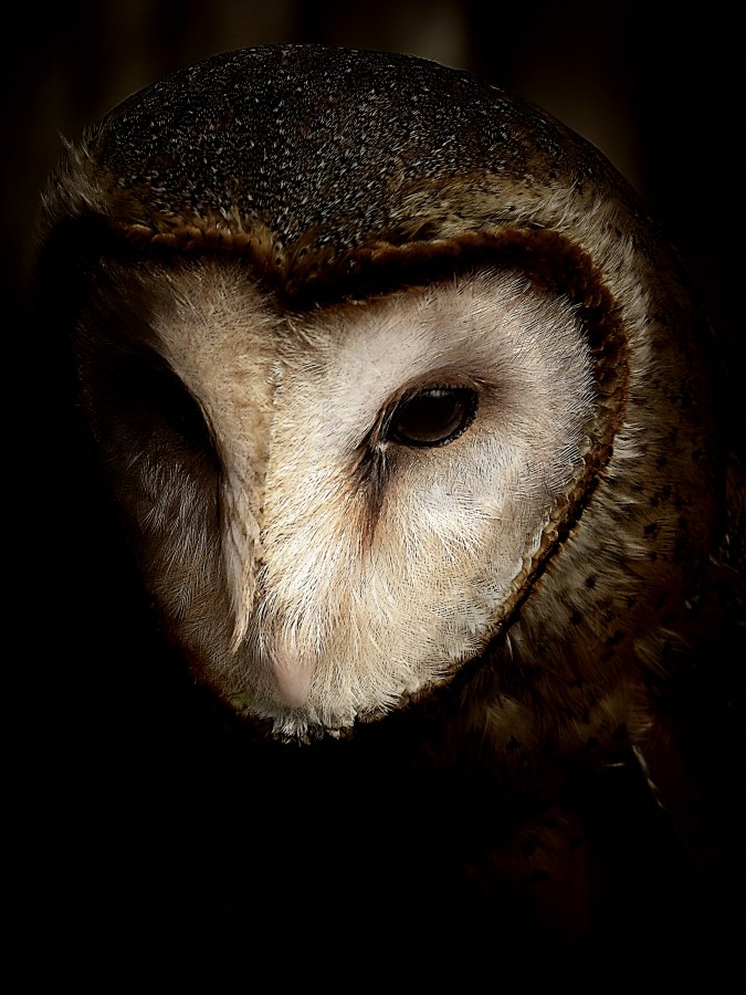 Owl, Staring, One Animal, Hunting, Animal Eye, Isolated On Black, Animal, Beak, analyzing, Remote, predator, Famous Animal, bird's eye, Bird apy, Crabo lapn, Watching, Pen, Browsing, Looking, Face to face, Owl, Black background,