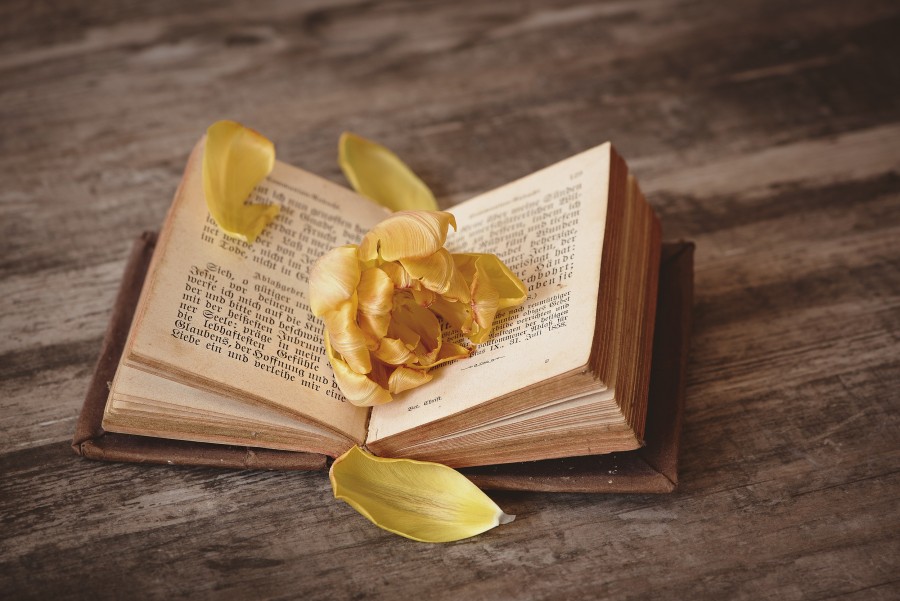 book, old, open, remember, past, memories, flower, petal, romance, novel,