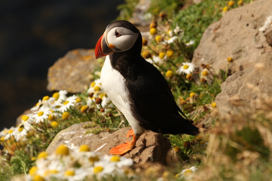 Atlantic puffin, bird, arctic, beak, close-up, wild, marine life, puffin
