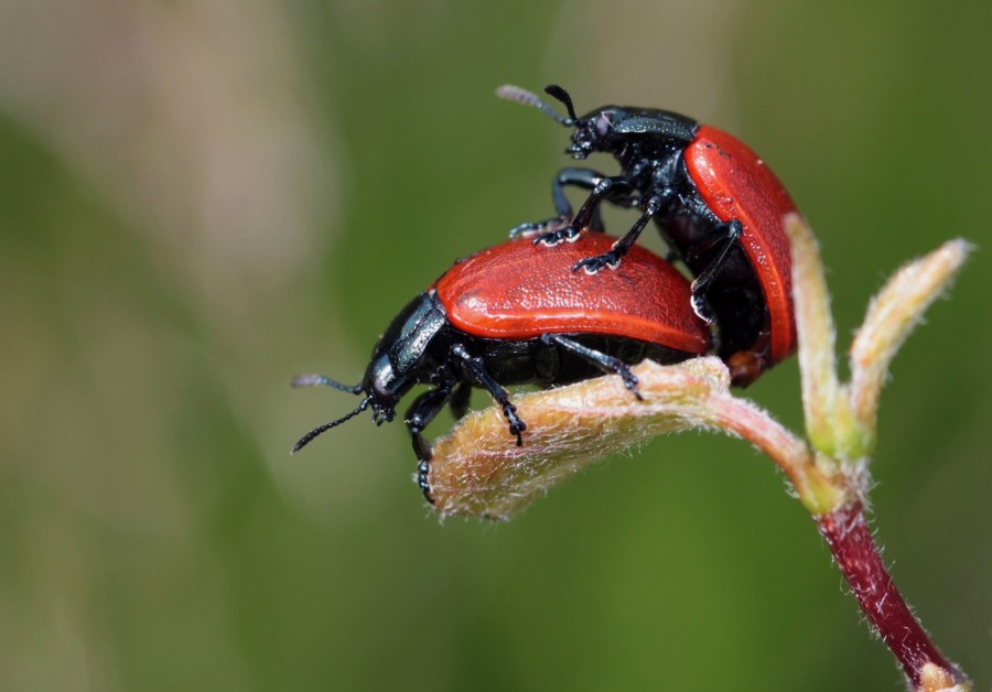beetle, insect, two, nature, close-up, sex, reproduction, fertility, ladybug