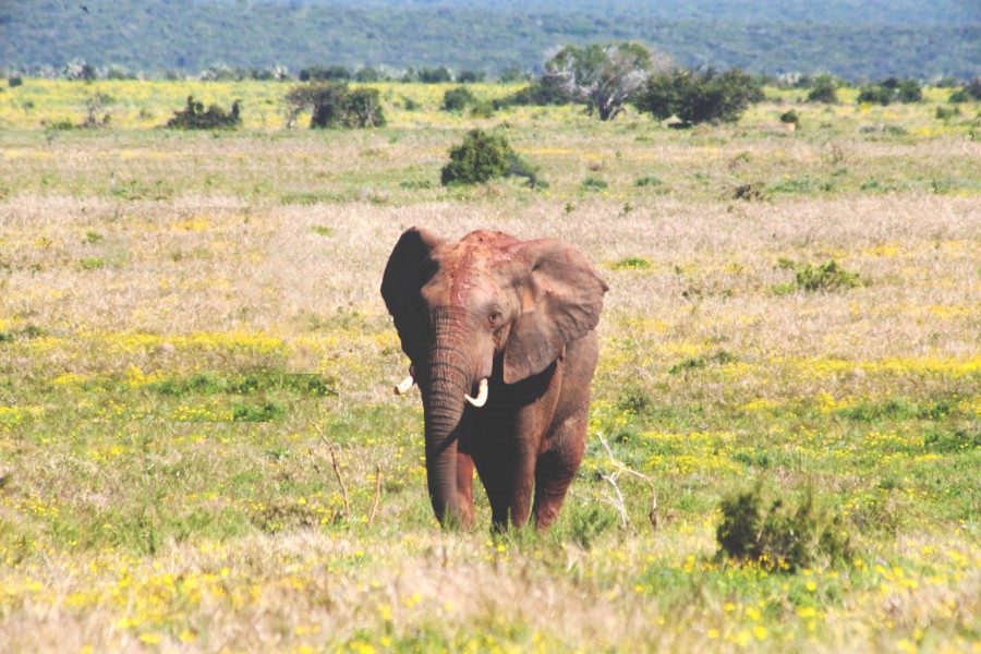 animal, wild, elephant, africa, plains, big, tusk, tusks, ivory,