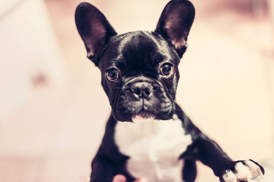 dog, animal, pet, black, french bulldog, bulldog, head, eyes,