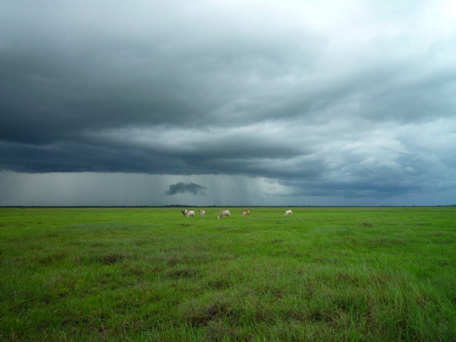 landscape, countryside, rural scene, green, storm, animal, animals, horse, horses,