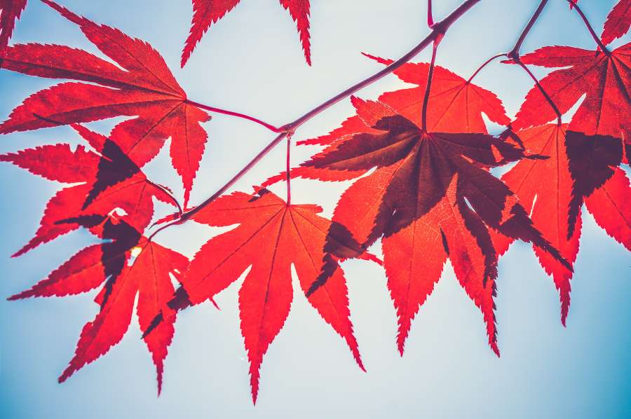 Autumn, Red, Maple, Fall, Branch, Leaf, Wallpaper, Fall Wallpapers, Fall Backgrounds, Backlit, Tree, Lovely