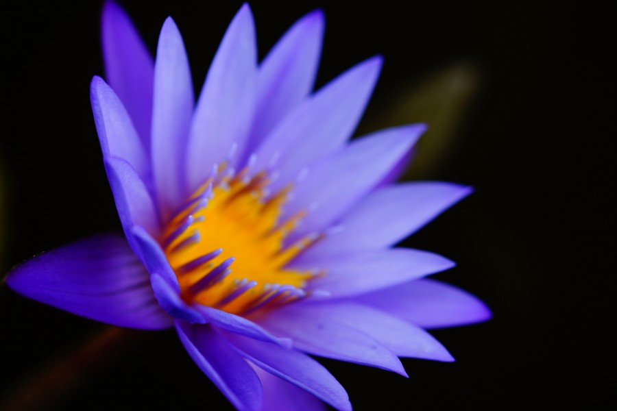 nature, background, background, flower, violet, lilac, petals, petal,