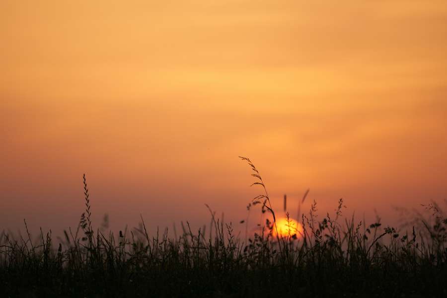 nature, sunset, field, landscape, sunlight, sky, sun, summer, background, farm, sunrise, season, rural, meadow, beautiful, agriculture, plant, cloud, grass, yellow, country, scene, horizon, blue, outdoor, growth, environment, light, countryside, natural, green, wheat, golden, sunny, beauty, farmland, land, bright, evening, sunshine, spring, rye, cereal, orange, colorful, harvest, grain, morning, gold, crop
