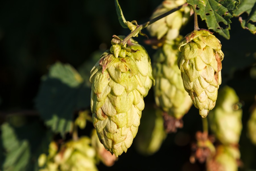 Hops, plant, detail, nature, exterior, fruit, flower, bitter, beer, craft,