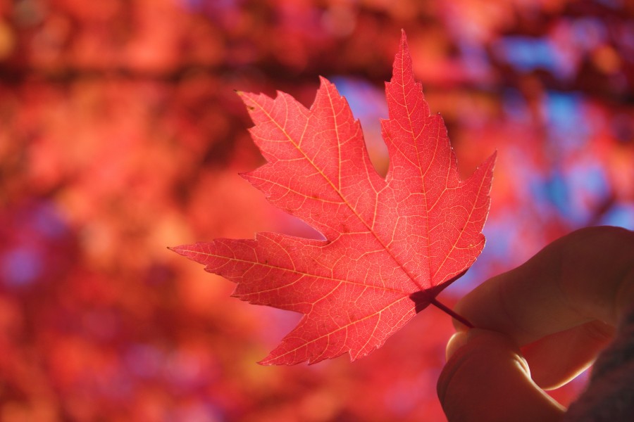 leaf, autumn, autumnal, red, hand, canada, ass, station, background, hand, hold, nature,