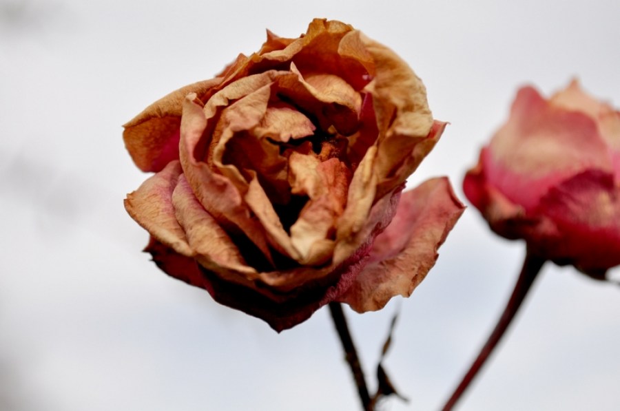 pink, dry, dry, rose withered winter, nobody, flower, flowers, 