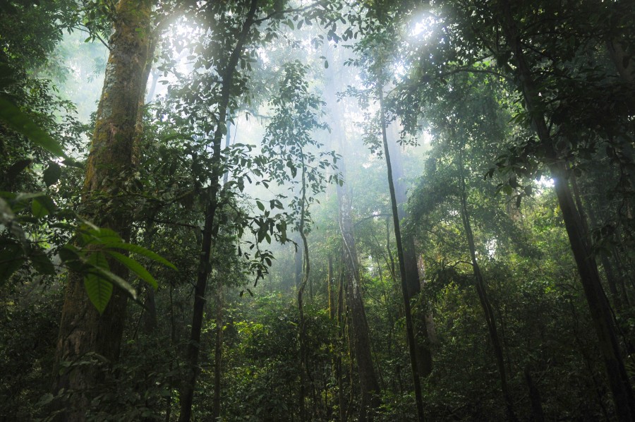 flora, forest, green, jungle, leaves, natural, nature, plants, rainforest, sunlight, tree, wild, wood, woodland, 