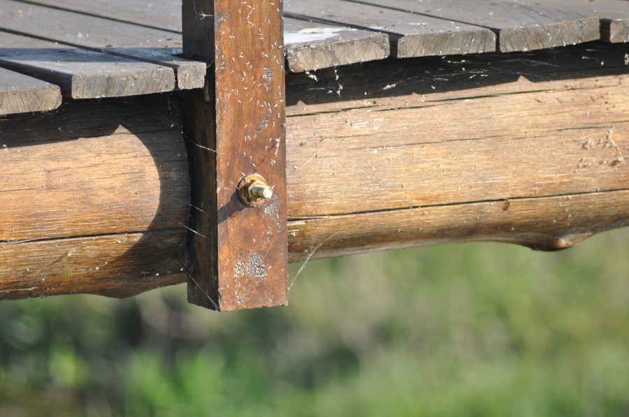 Spring Wood Lake Bridge Cobweb 