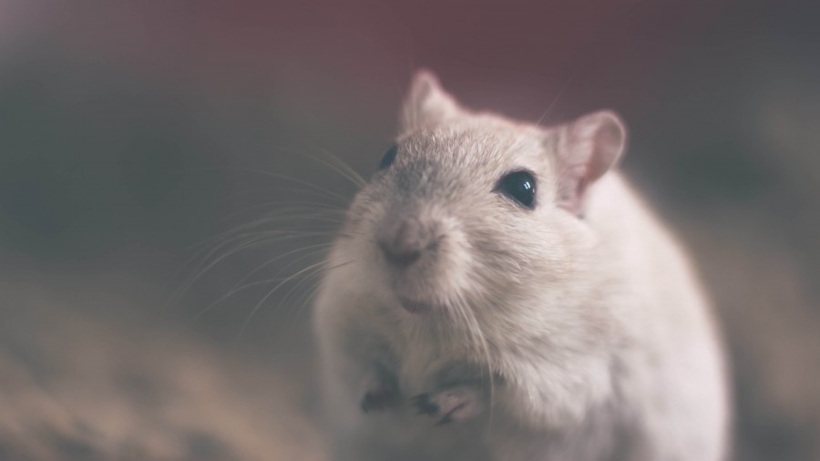 animal, mouse, front view, rodent,
