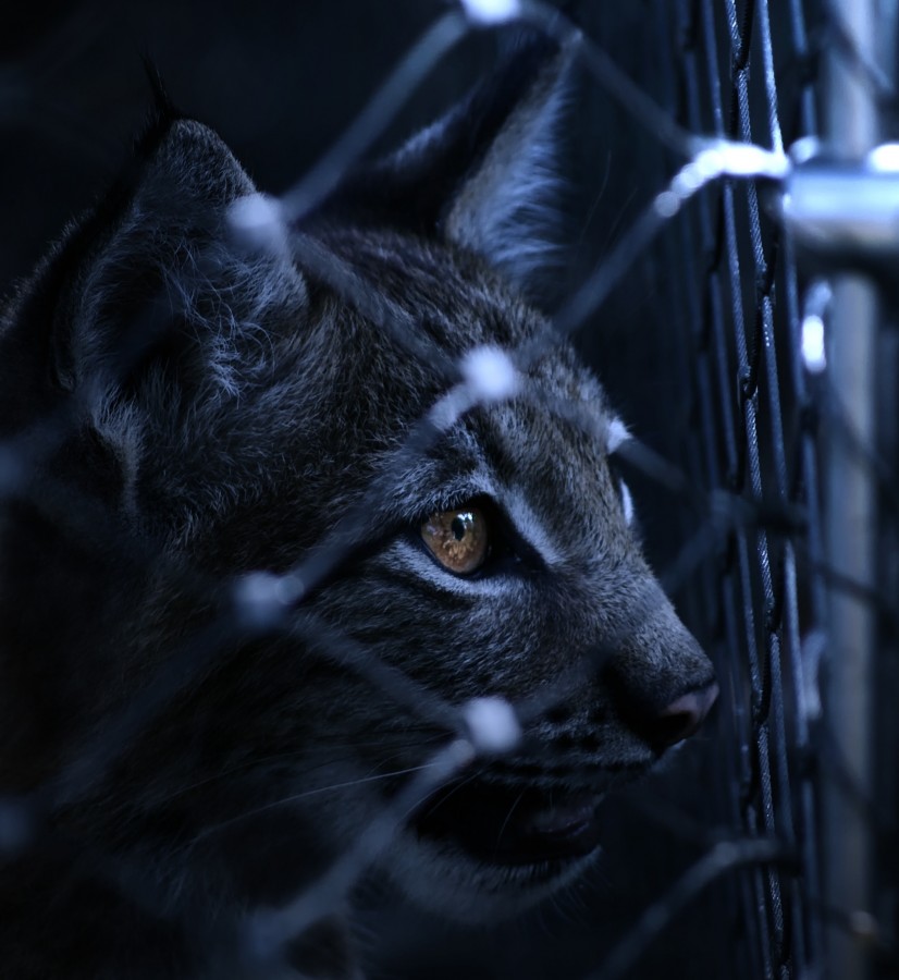 Grating, protection, black and white, brown eyes, cat eyes, looking, imprisoned, confinement, Kitten, cat baby, young animals, aggressive, hunt, cat, Skins, lovely, animals, carnivores, cute, fluffy, Hair, baby, mammal, paw, pets, playful, portrait, Thoroughbred, curious, wanted, free photos, Free images, domestic cat, animal head, portrait, Domestic Cat, Cute, Kitten, Animal, Photography, Looking At Camera, Domestic Animals, Young Animal, Color, Day, Horizontal, Indoors, Pets, No People, Animal Eye, Animal Body Part, Animal Themes, An animal, adorable, cute, pet, furry, mane, Colors, hairs, stripes, feline, pussycat, micifuz, michino, madrileño, felido, gatuno
