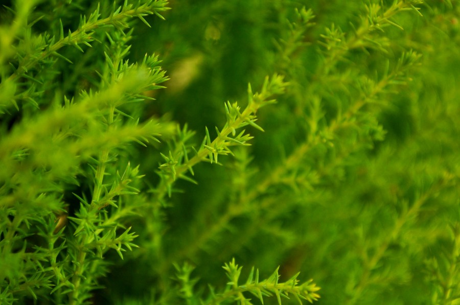 background, nature, green, pine, cypress, conifer,