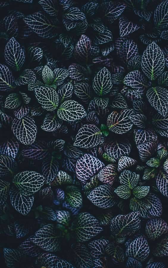 Bush, Leaf, Leaves, Pattern, Texture, Green, Blue, Outdoors, Nature, Wildlife, Leafe, wallpaper 4k 