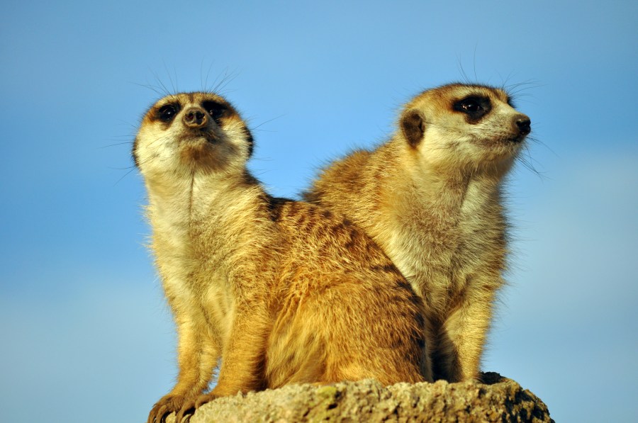 Meerkat, Mongoose, Animal, Human Events, Social Issues, Community, Africa, Cologne, Claw, Brown, Plain, Two Animals, Sky, Celeste 