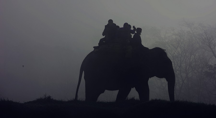 transport, animal, india, elephant, shadow, black and white, people, asia,