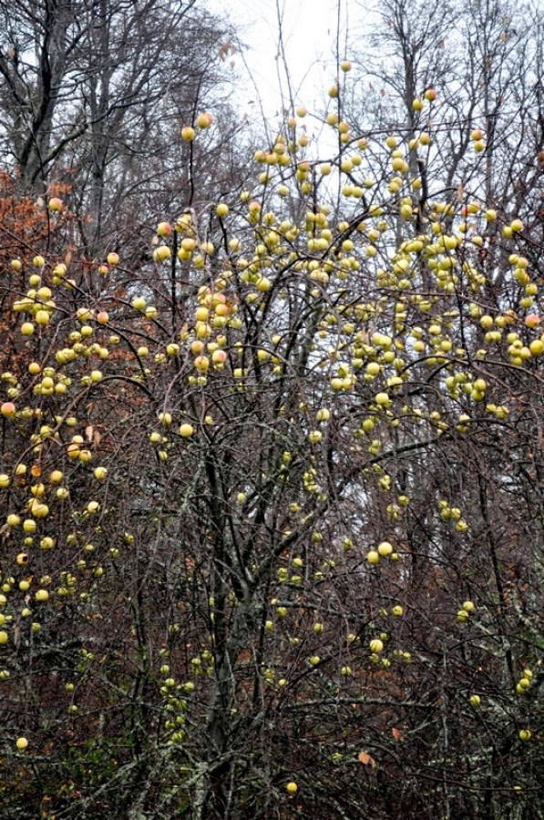 apple, tree, trees, apple, apples, fruit, fruits, natural, patagonia, front view, day, yellow, yellow, 