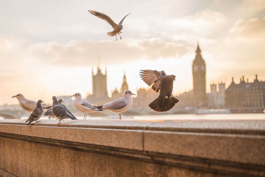 landscape, day, urban, city, exterior, dove, bird, birds, pigeon
	
