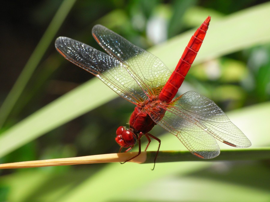 Insect, dragonfly, invertebrate, one, nature, red, close-up,