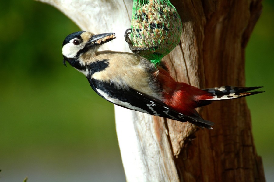 Bird, food, eating, food, tree, close-up, wild, wildlife, beak,