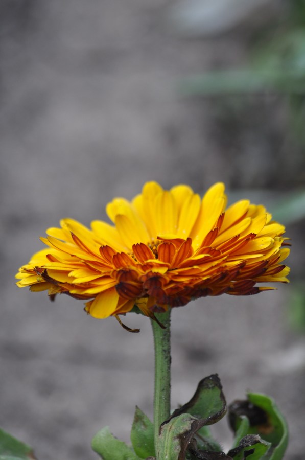 Flower, Yellow, Flowers, Nature