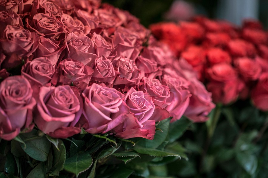roses, pink, flower, flowers, bouquet, bouquet of flowers, fragrance, perfume, dozen, florist,