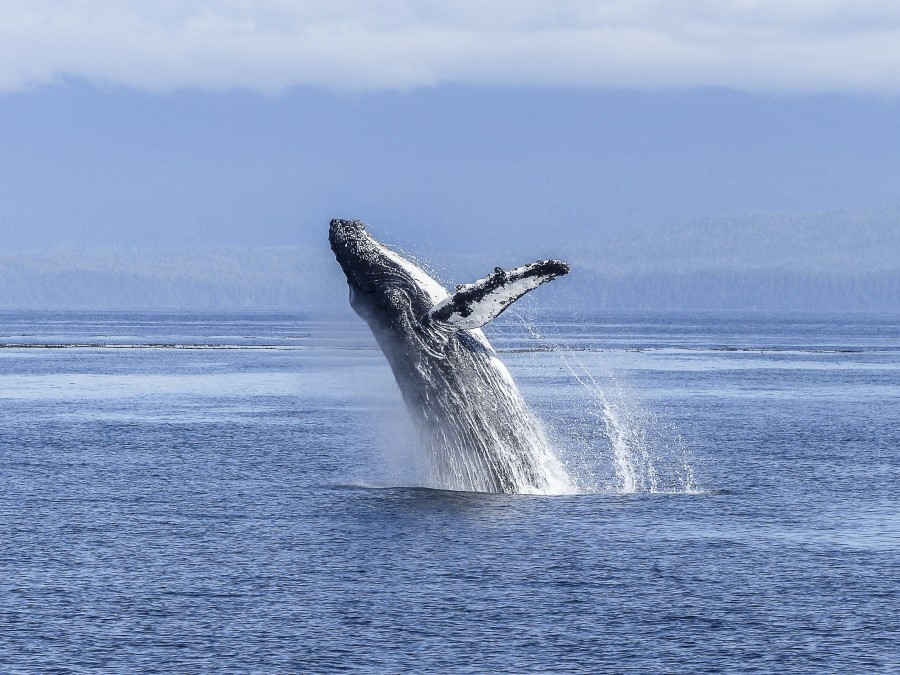 whale, animal, sea, mammal, jump, jumping,