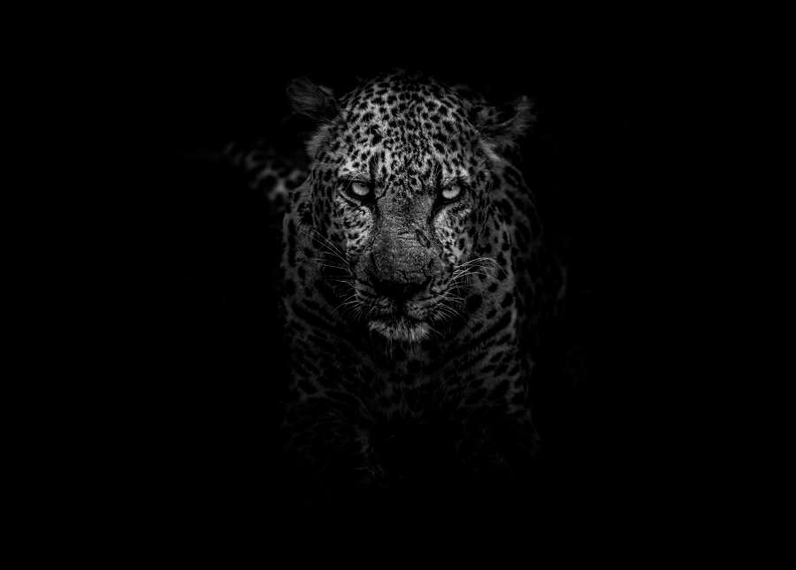 Nature, Cat, Wildlife, Animal, Leopard, Africa, Black And White, Hunt, Stare, Predator, Wild, Black & White, wallpaper 4k