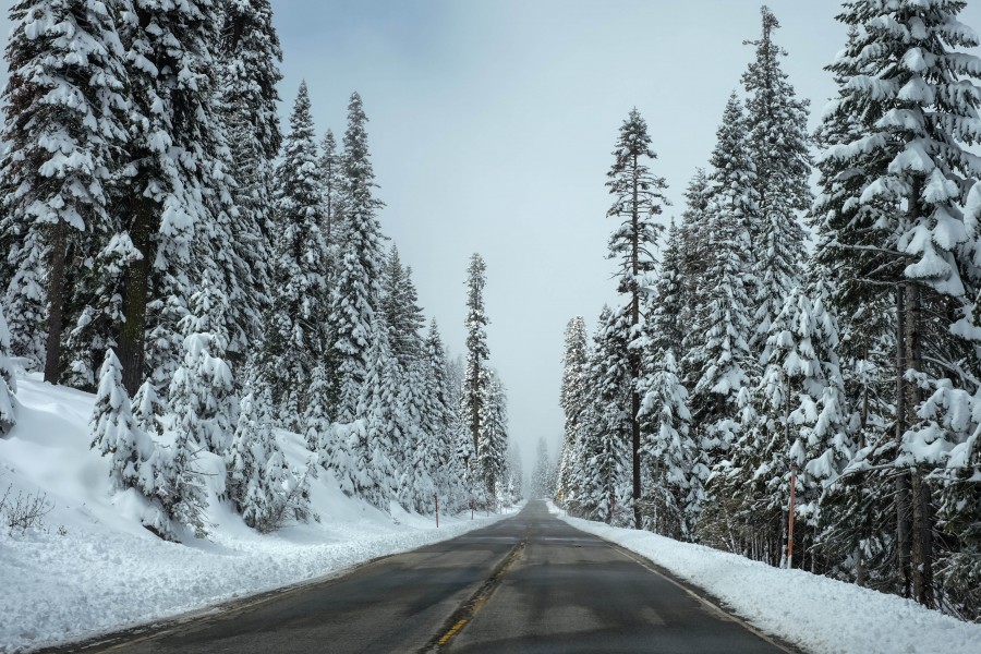 route, road, snow, snow, road, nobody, landscape, close-up, asphalt, winter, pine,