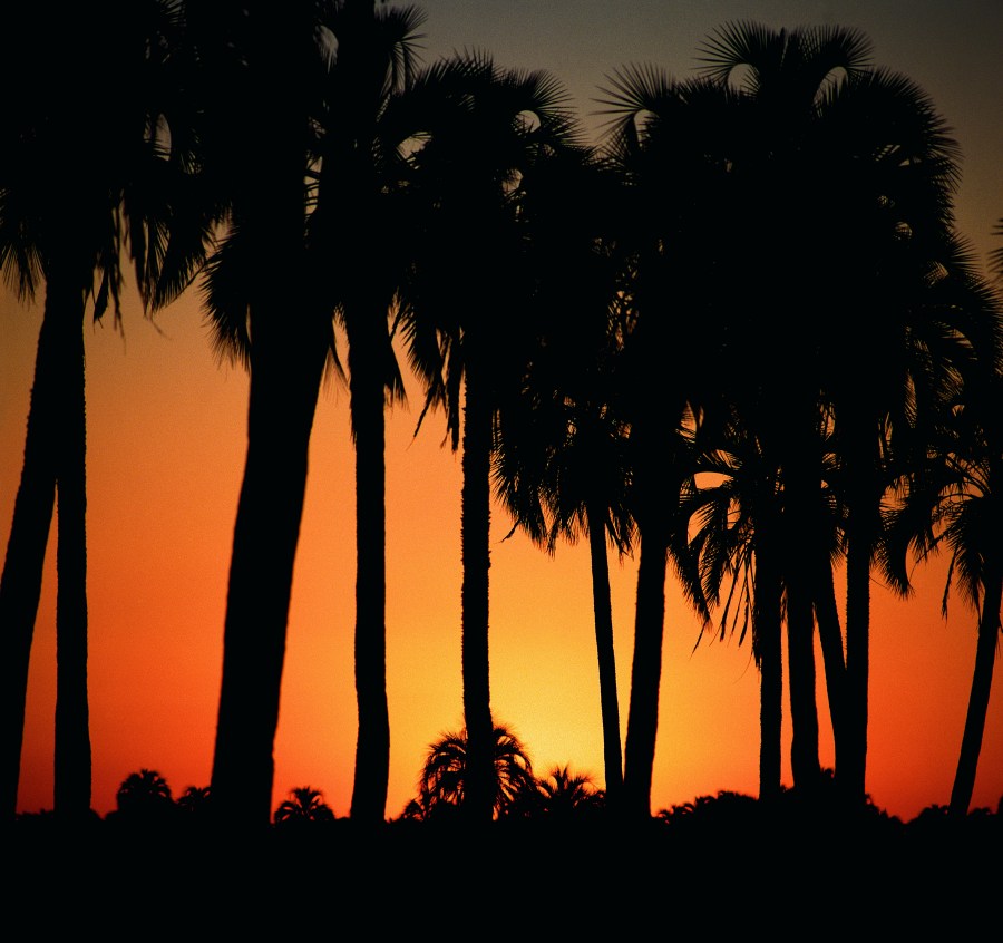 Entre Rios, Argentina, Palmar, Sunset, Dusk, Silhouette, Arbole, Palm Trees, National Park, Landscape, Nature Reserve,