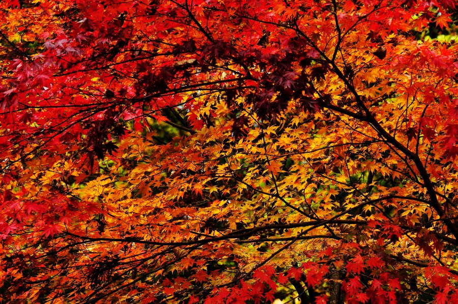 sunset, background, background, autumn, leaf, leaves, red, red, color, colors, nature, nobody, tree, 