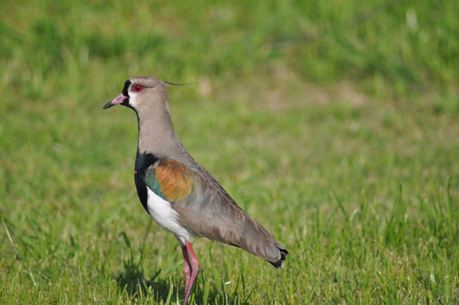 One Animal, Bird, Tero 