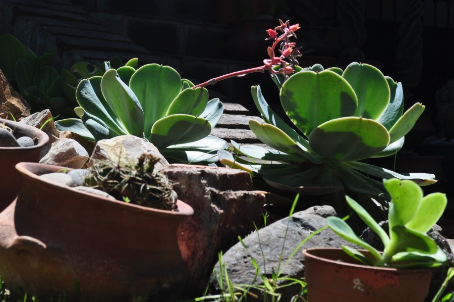 cactus, plant, plants, nature, succulent,