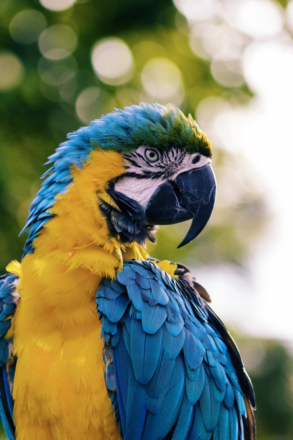 Macaw, animal, parrot, colorful, wild, tropical, jungle, one, beak, bird,