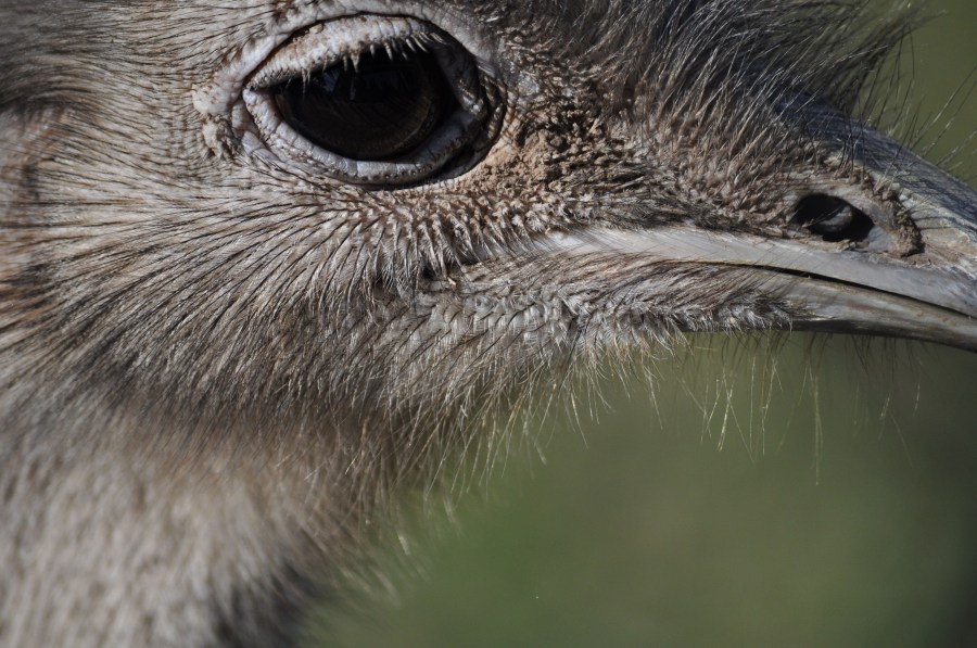Ostrich, animal, bird, eye, feathers, plumage, beak, fast, speed, Africa, African, Height, Animal, Beautiful, Bird, Ostrich, Bird, Head, Conservation, Conserve, Neck,Struthio camelus