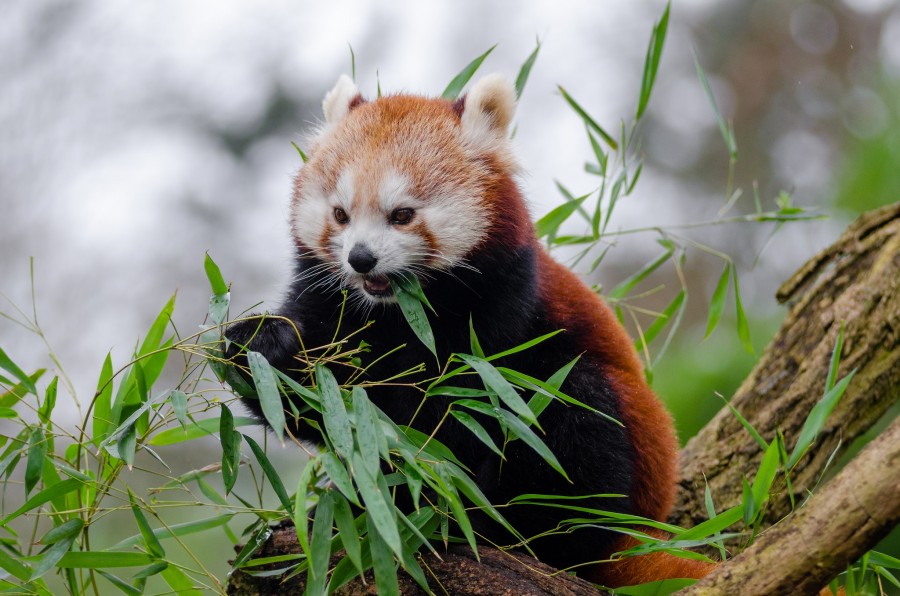 red bear, bear, animal, wild, forest,