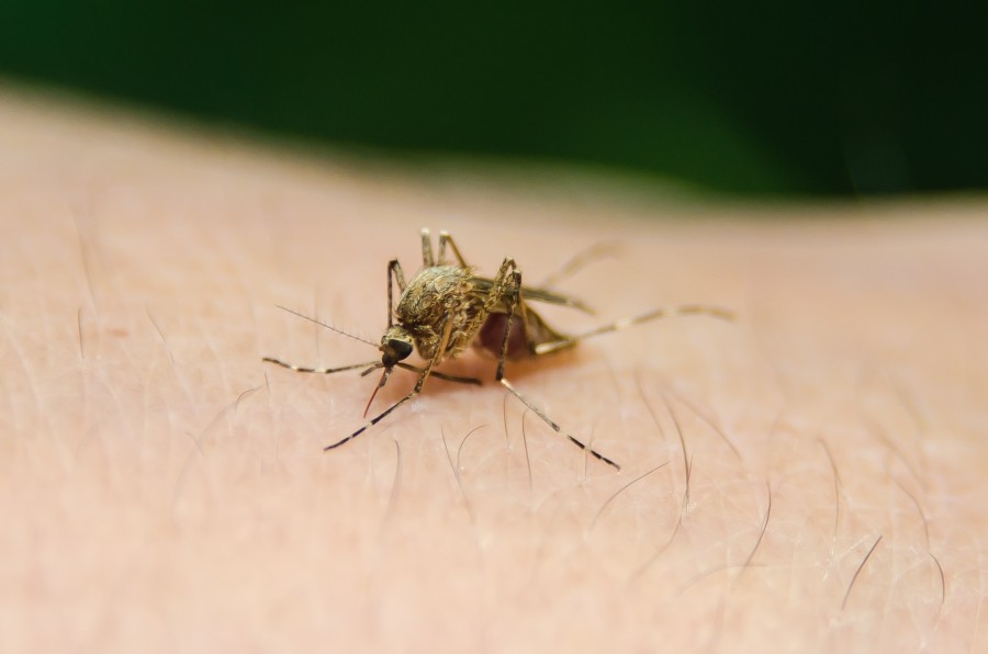 mosquito, bite, sting, insect, arm, skin, close-up, suck, blood,